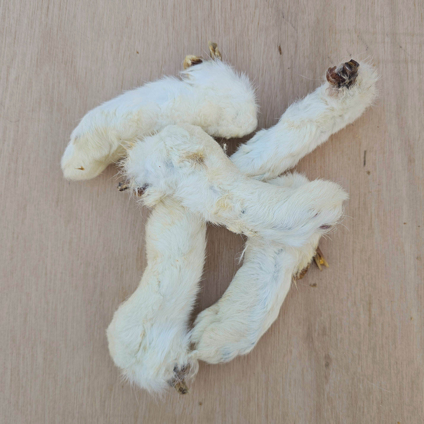 Hairy Rabbit Feet