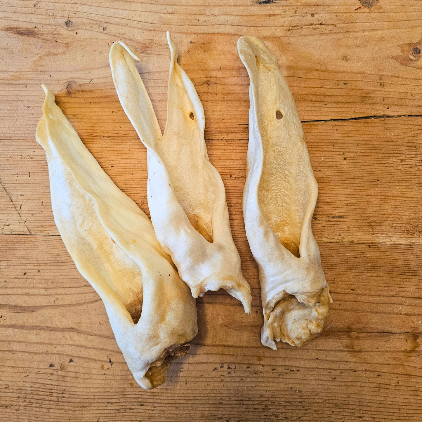 Large Goat Ears