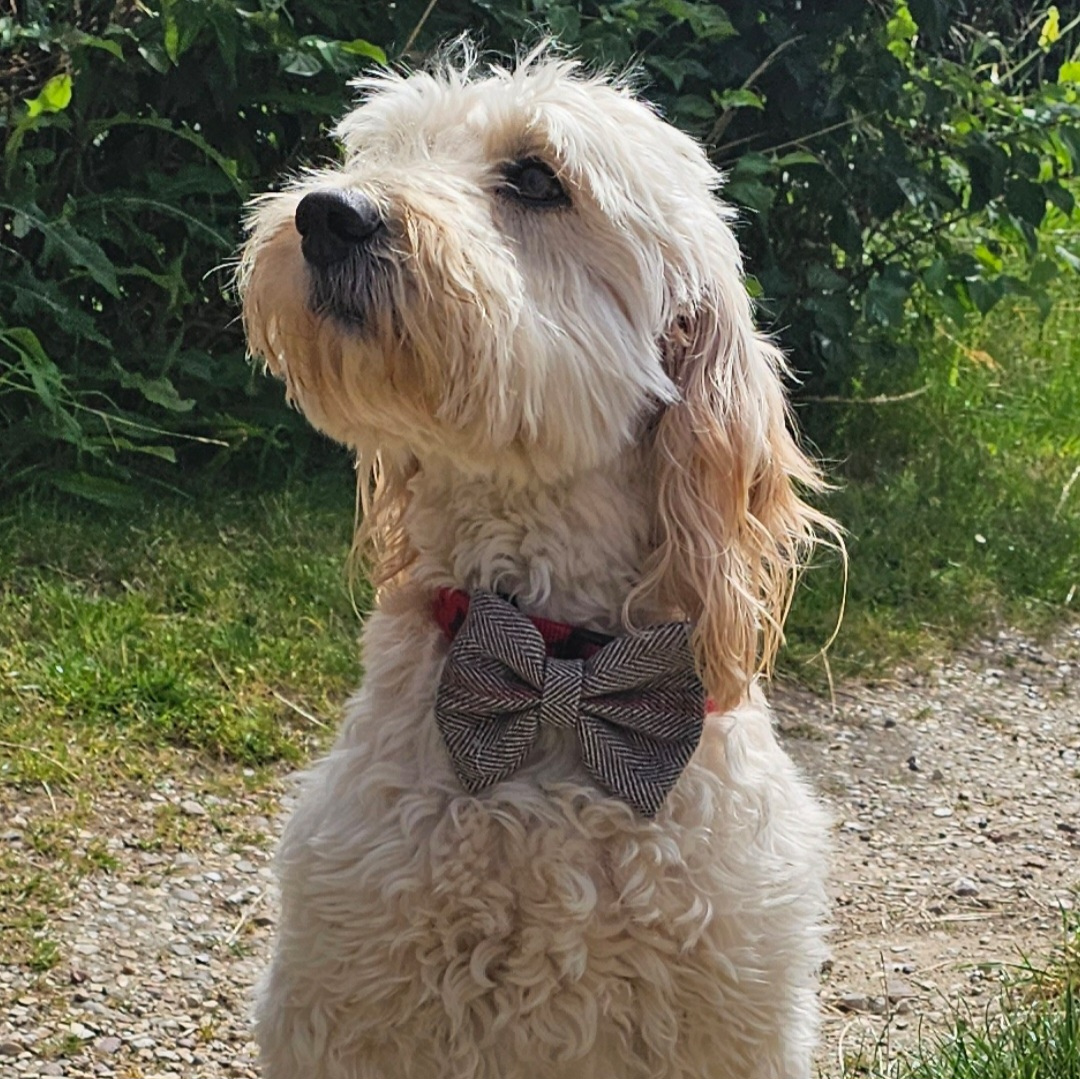 Dog Bow Tie - 'Country Earth'