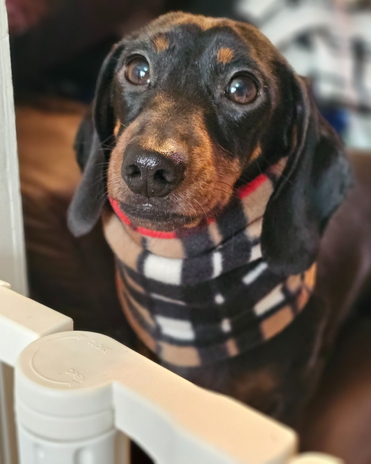 Dachshund with long body and short legs, popular dog breed in the UK