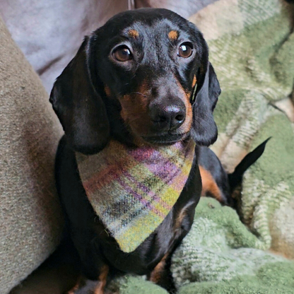 Dog Bandana -Marvellous Moss - Yorkshire tweed, check, plaid, tartan