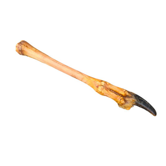Deef Leg With Hoof Large