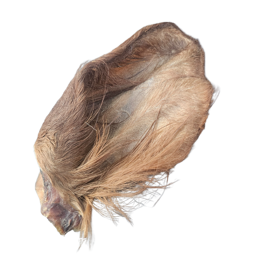 Beef Ear with Hair