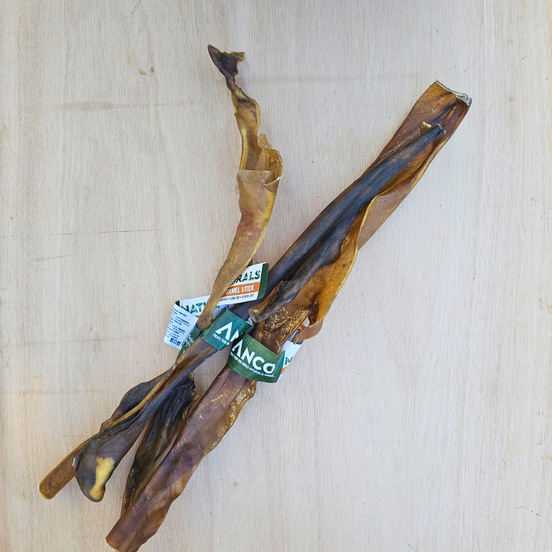 Giant Camel Stick – 100% Camel Skin