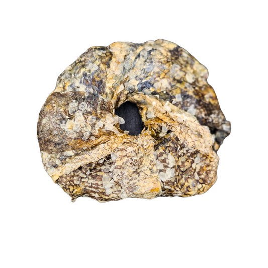 Dried Cod Fish Rings