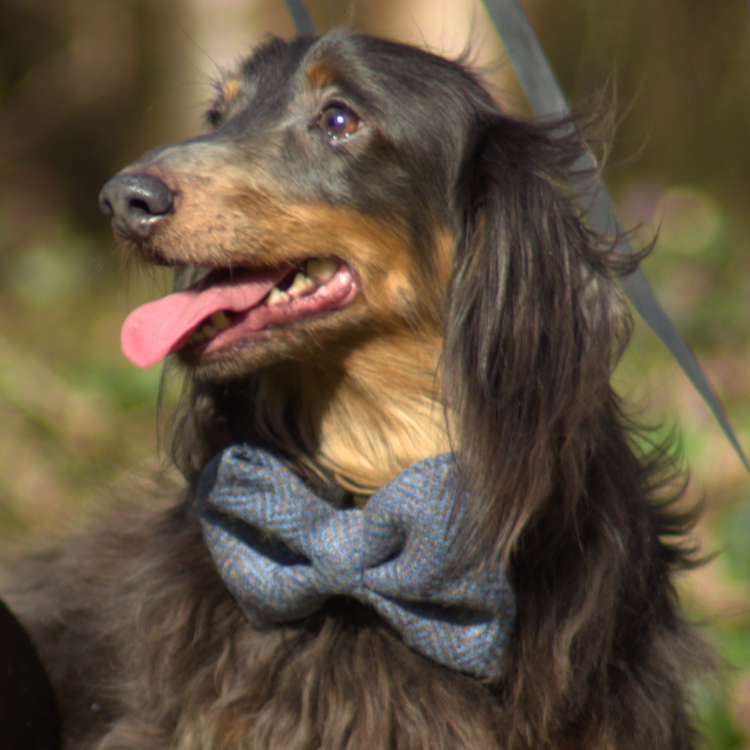 Dog Bow Tie -  'Frosted Grape'